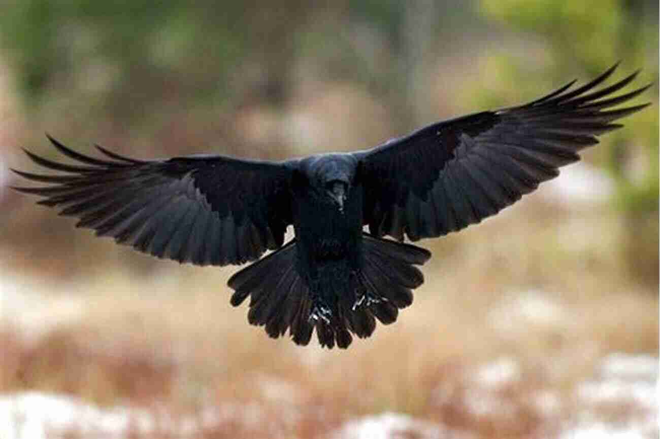 Close Up Of An Intelligent Raven In Flight The Minds And Manners Of Wild Animals A Of Personal Observations