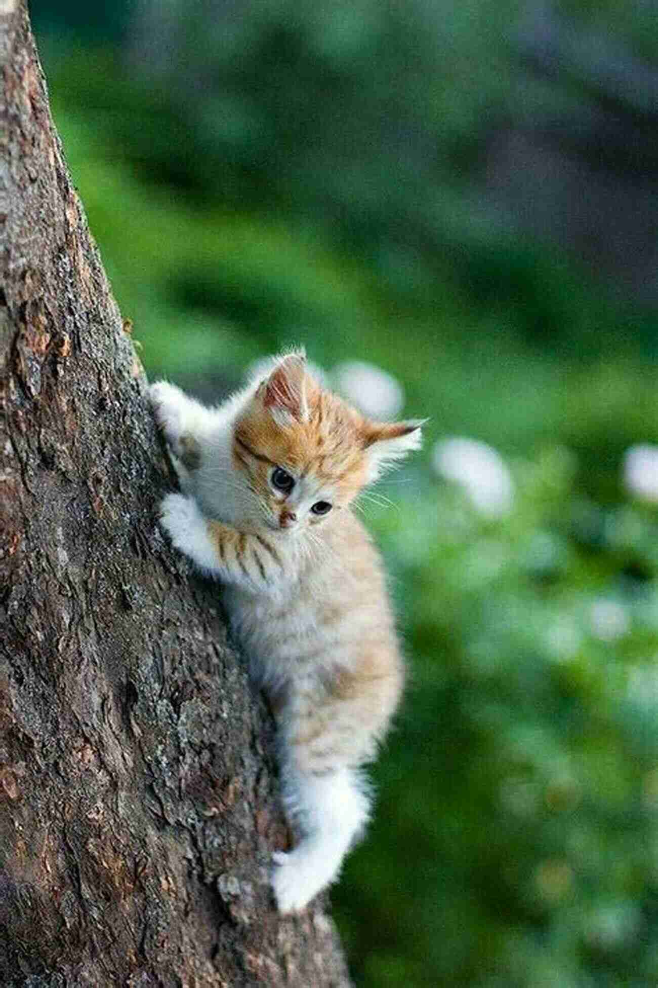 Little Black On Reaching Your Dreams: A Cute Black Kitten Trying To Climb A Mountain Little Black On Reaching Your Dreams