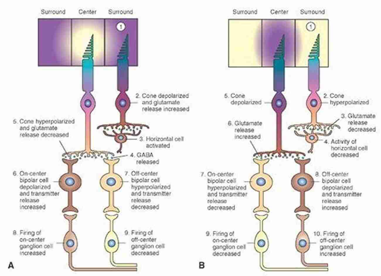 Neurobiology Of Vision We Know It When We See It: What The Neurobiology Of Vision Tells Us About How We Think