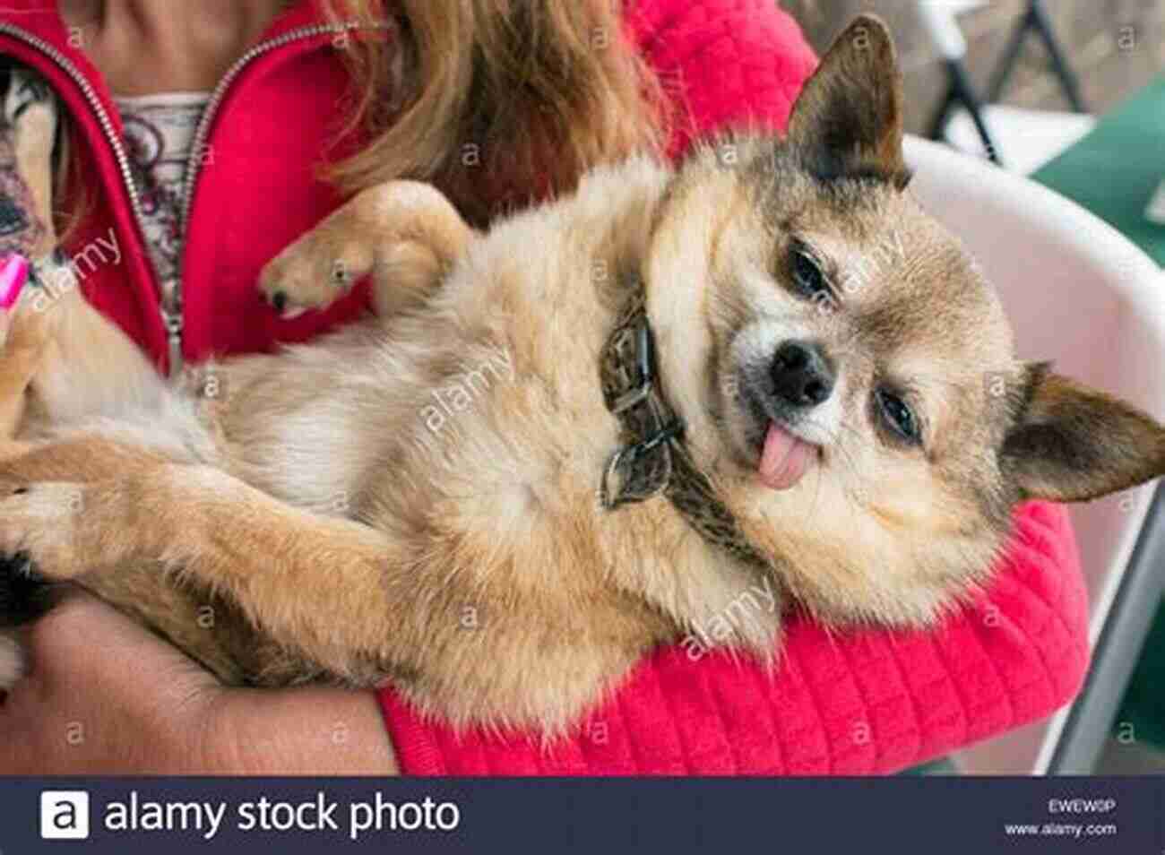 Rescue Dog Looking Lovingly At The Camera With Its Tongue Out Life Lessons From A Rescue Dog