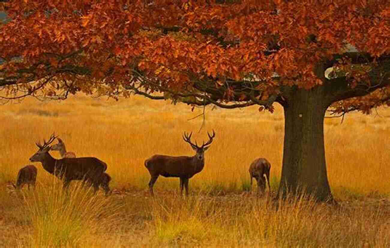 Richmond Park Deer In Autumn The Top 20 Best Beautiful Scenery In London Photo Gallery: 30 Minutes To See The World