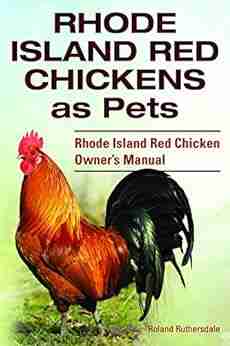 Rhode Island Red Chicken Owner S Manual Rhode Island Red Chickens As Pets