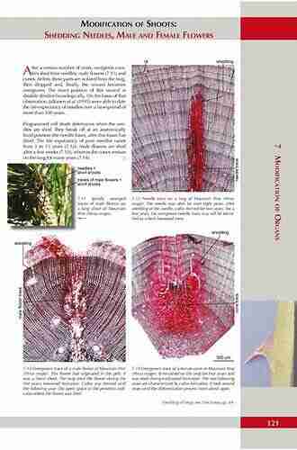 Atlas Of Woody Plant Stems: Evolution Structure And Environmental Modifications