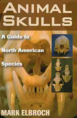 Animal Skulls: A Guide To North American Species